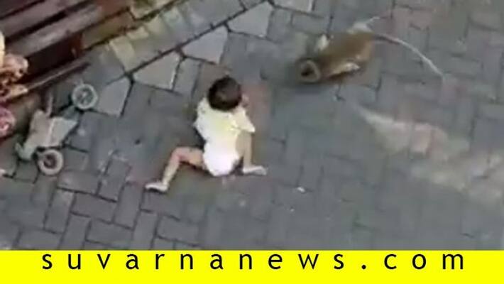 Shocking moment monkey on a bicycle grabs a toddler and drags her along an alley Shocking moment monkey on a bicycle grabs a toddler and drags her along an alley