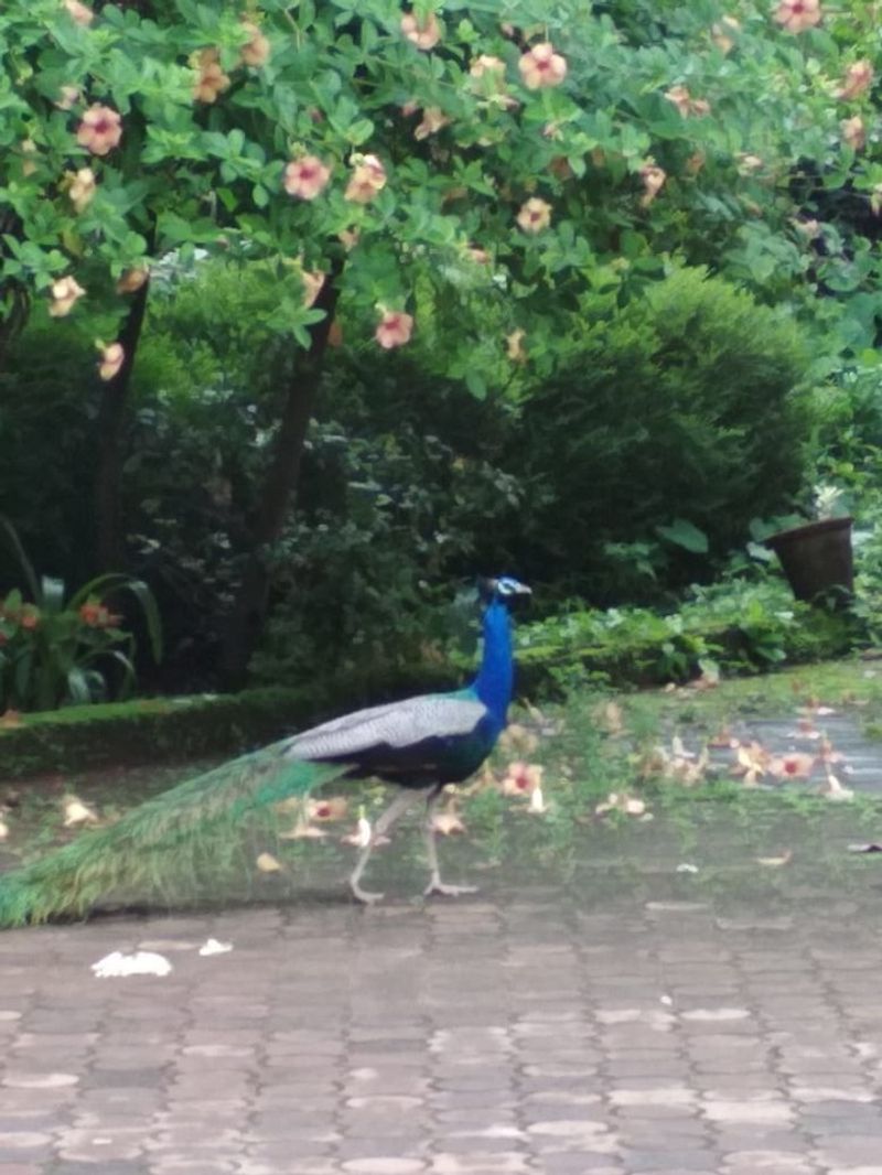 ಯಾವಾಗಲೂ 10-12 ನವಿಲುಗಳು ಇಲ್ಲಿ ಓಡಾಡುತ್ತಿರುತ್ತವೆ.