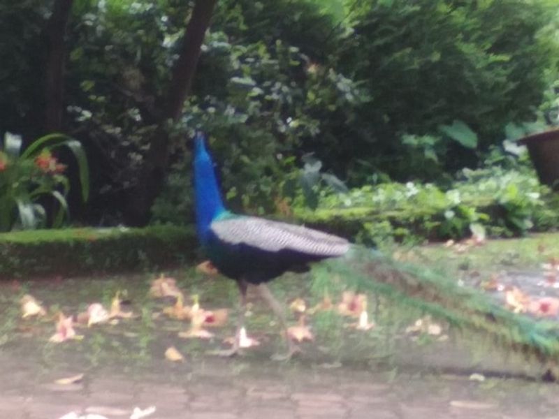 ಗರಿ ಬಿಚ್ಚು ತನ್ನ ಸೌಂದರ್ಯದ ಅನಾವರಣ ಮಾಡೋ ಮಯೂರ.