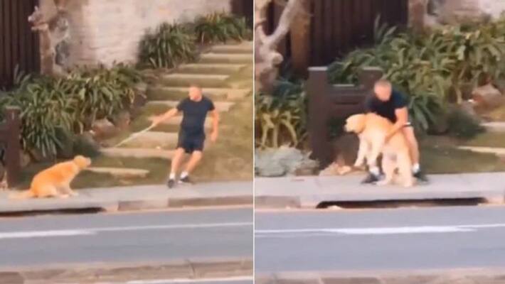 video in which dog refuses to walk as it became lazy because of lockdown video in which dog refuses to walk as it became lazy because of lockdown