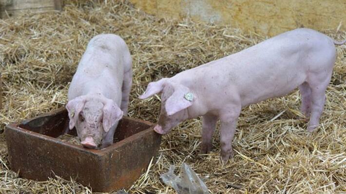 african swine fever came form chine at assam die 2800 pigs african swine fever came form chine at assam die 2800 pigs