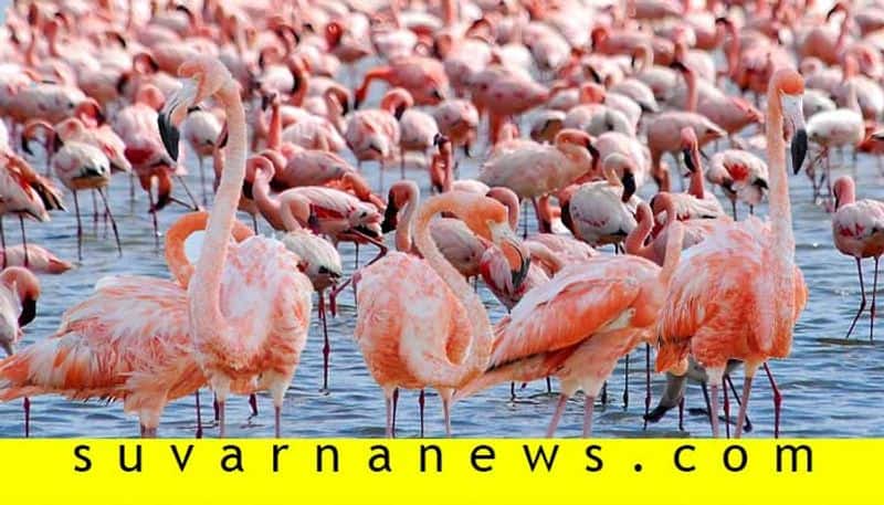 Aircraft about to land at Mumbai airport flies into flock of flamingos, at least 40 birds dead sgb