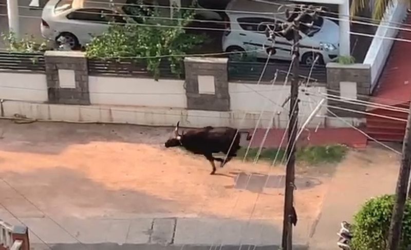 ನಗರದ ಕುಂಟಿಕಾನದ ಮುಖ್ಯರಸ್ತೆಯಲ್ಲಿ ಮಂಗಳವಾರ ಬೆಳಗಿನ ಜಾವ 4 ಗಂಟೆ ಸುಮಾರಿಗೆ ಕಾಣಿಸಿಕೊಂಡ ಕಾಡುಕೋಣ 
