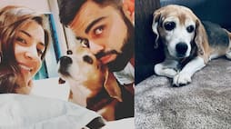 Gone to a better place Virat Kohli mourns death of pet dog Bruno