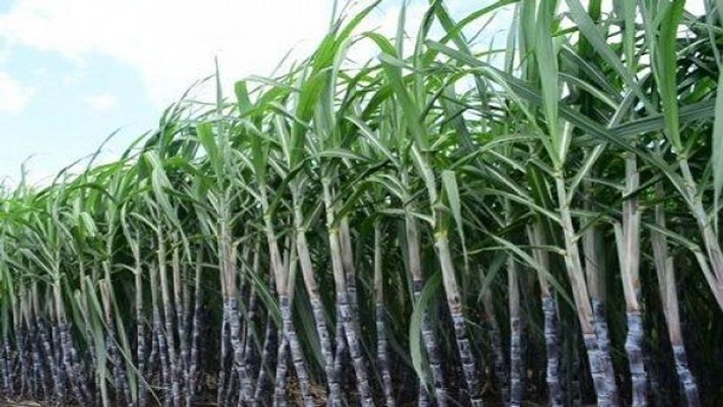 Get 6000 rupees help in Prime Minister Kisan Scheme, know the whole process MJA
