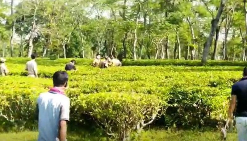 শিয়ালদহ থেকে কেবল মাত্র একটি ট্রেনই (কাঞ্ছন কন্যা এক্সপ্রেস) নিউ মাল জংশন পর্যন্ত চলাচল করে। তবে নিউ জলপাইগুড়ি থেকে গাড়ি করে লাটাগুড়ি আসা যায়। 