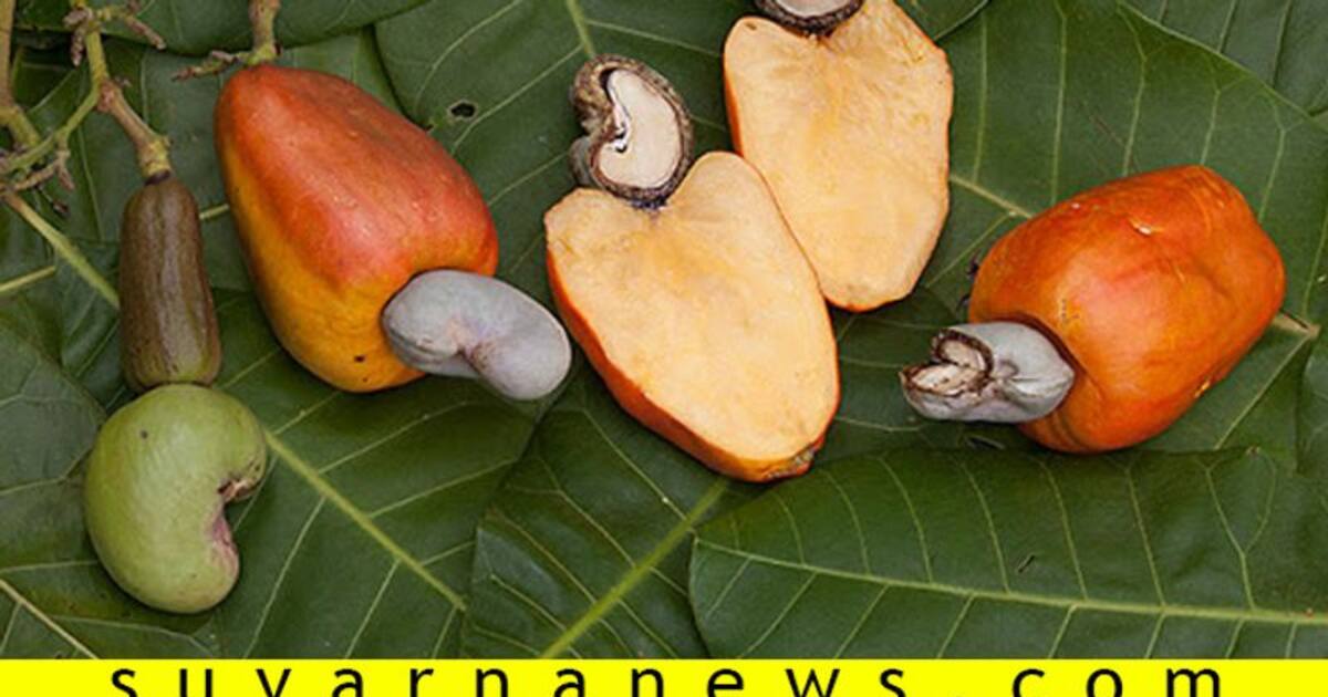 ಗೋಡಂಬಿ ಇಷ್ಟ ಅನ್ನೋರಿಗೆ ಗೇರುಹಣ್ಣಿನ ಬಗ್ಗೆ ಏನ್ ಗೊತ್ತು? Health benefits of