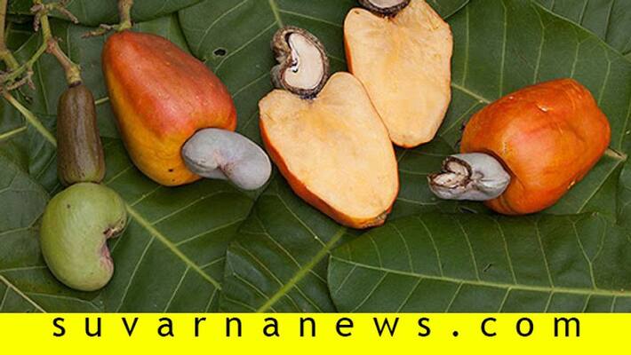 Health benefits of cashew fruit Health benefits of cashew fruit