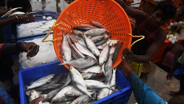 22 Tral Boat got only 460 kg fish in karwar 22 Tral Boat got only 460 kg fish in karwar