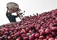 With lockdown, heat is on, farmers are tearing out onions