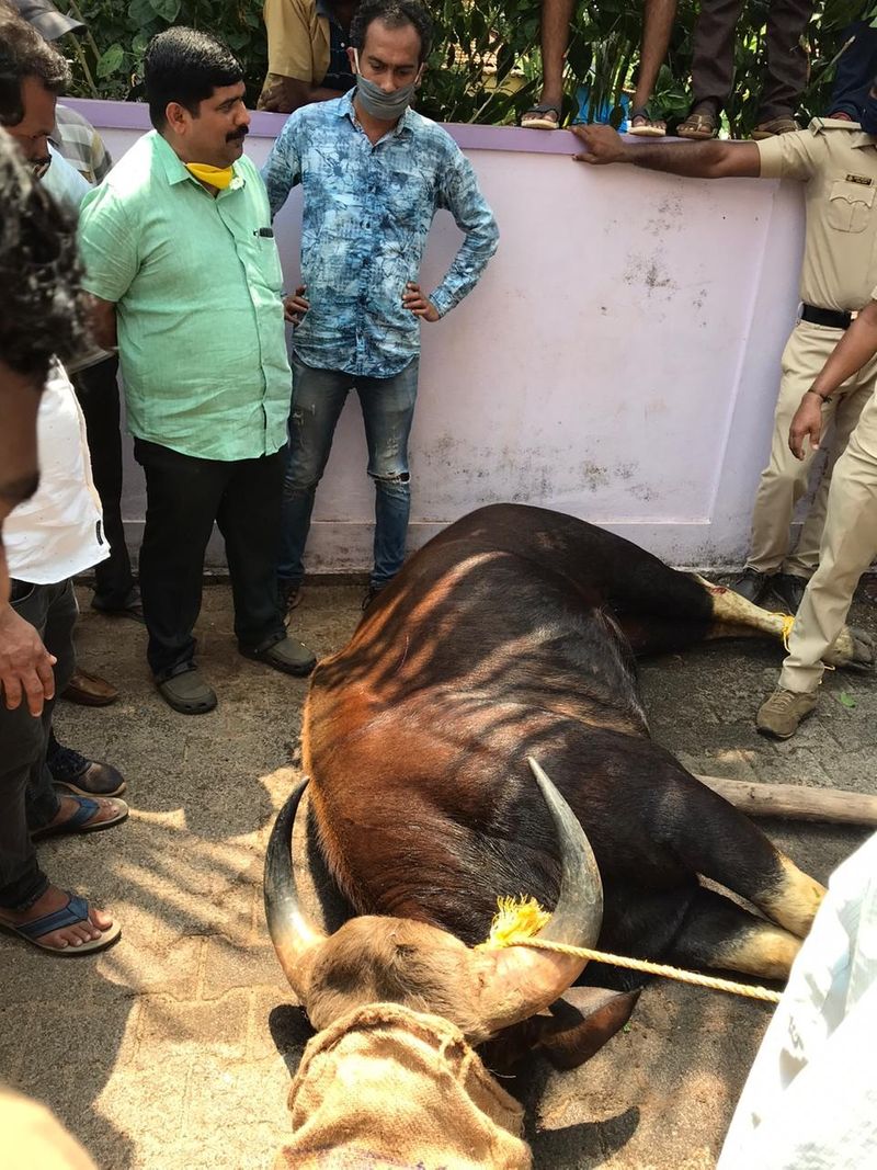 ಎಂಆರ್ಪಿಎಲ್ ಪರಿಸರದಲ್ಲಿ ಕಳೆದ ಕೆಲವು ದಿನಗಳಿಂದ ಜನರಲ್ಲಿ ಭೀತಿ ಹುಟ್ಟಿಸಿದ ಚಿರತೆಯು ಹಂದಿಗೆ ಇಟ್ಟ ಉರುಳಿಗೆ ಬಿದ್ದಿದೆ.