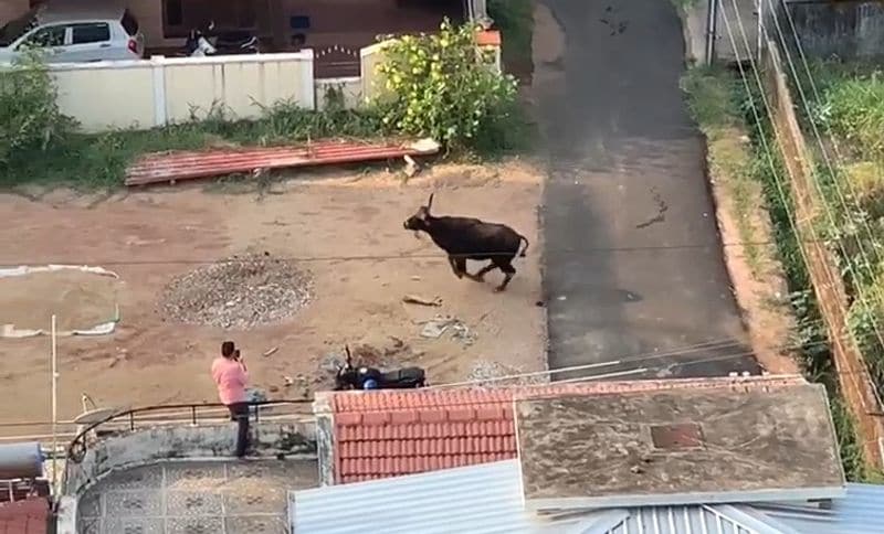 ಬಿಜೈನಿಂದ ಹೊರಟ ಕಾಡುಕೋಣ, ಹ್ಯಾಾಟ್ಹಿಲ್, ಲಾಲ್ಬಾಗ್, ಬಳ್ಳಾಾಲ್ಬಾಗ್ಗೆ ಬಂದು ಬಳಿಕ ಅಳಕೆ ಕಡೆಗೆ ಸಂಚರಿಸಿತ್ತು. 