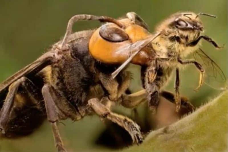 after the locust swarm, it is Murder Hornets killing bees in America loss of agriculture worth millions