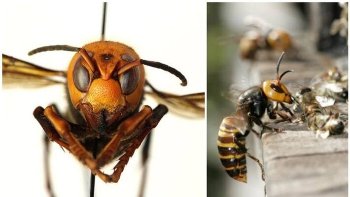after the locust swarm, it is Murder Hornets killing bees in America loss of agriculture worth millions after the locust swarm, it is Murder Hornets killing bees in America loss of agriculture worth millions
