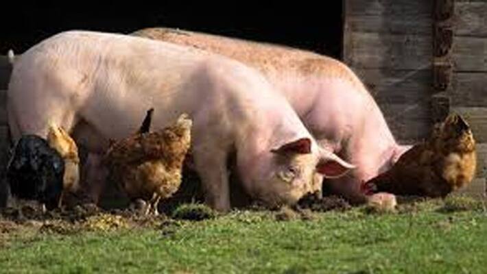 African Swine Fever in India: The Virus Remains with No Culling lns African Swine Fever in India: The Virus Remains with No Culling lns