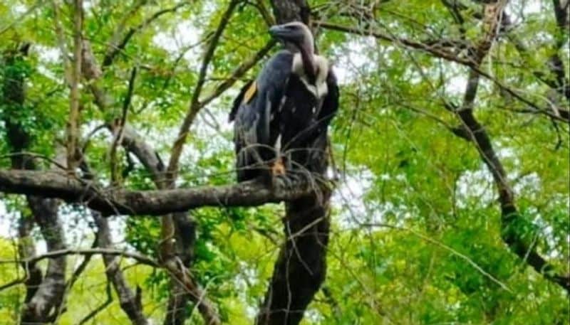 निचलौल रेंजर जगरनाथ प्रसाद ने कहा है कि लॉकडाउन के दौरान एक गिद्ध नेपाल राष्ट्र के चितवन गिद्ध संरक्षण केंद्र से भटकर कुशीनगर जिले के खड्डा रेंज में चला आया था। लॉकडाउन में पर्याप्त भोजन न मिलने के कारण गिद्ध कमजोर होकर जमीन पर गिर गया था।
