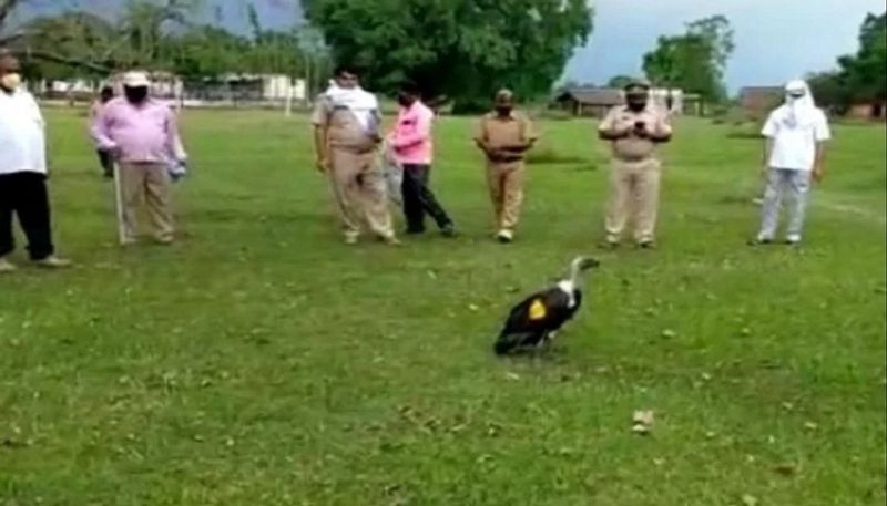 गिद्ध के स्वास्थ्य में सुधार होने पर डीएफओ कुशीनगर वीसी ब्रह्मा के नेतृत्व में वनकर्मियों ने आज दिन में निचलौल रेंज अंतर्गत बैठवलिया बीट के अर्जुनही कंपार्ट नंबर दो में गिद्ध को छोड़ दिया।
