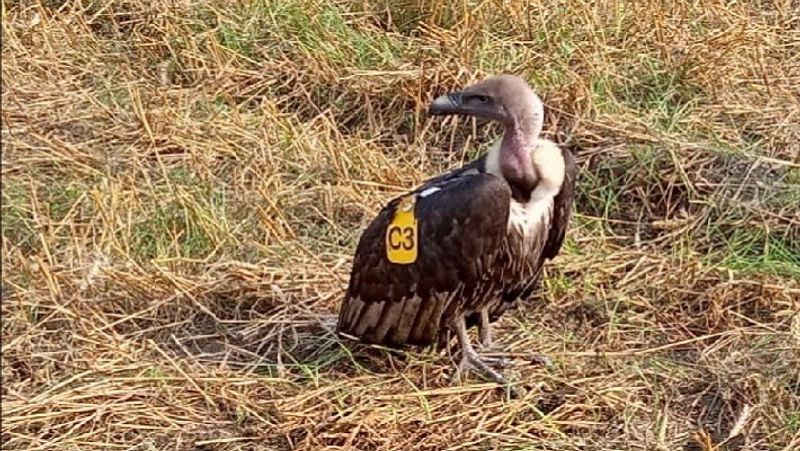 Jatayu begins conservation in UP, CM Yogi lays foundation stone of central