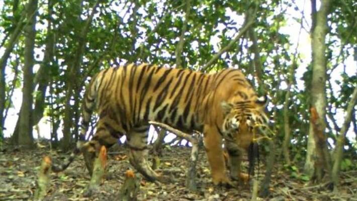 Tiger trapped in gundlupet chamarajnagar Tiger trapped in gundlupet chamarajnagar