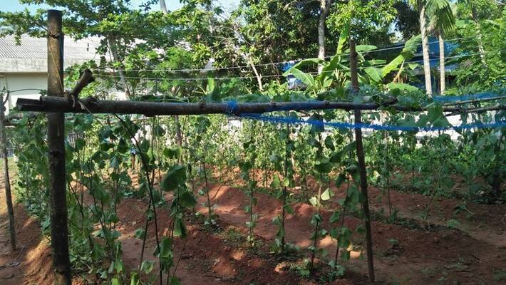 anti social element destroyed vegetable crop anti social element destroyed vegetable crop