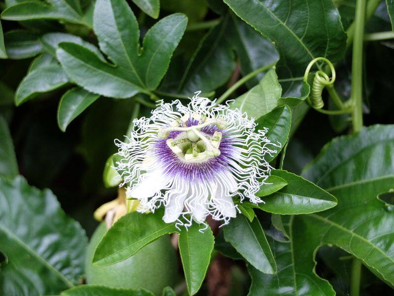 Passion fruit how to grow