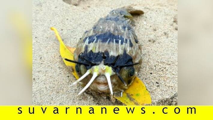 Longspine porcupinefish found in Beach side at Karwar Longspine porcupinefish found in Beach side at Karwar
