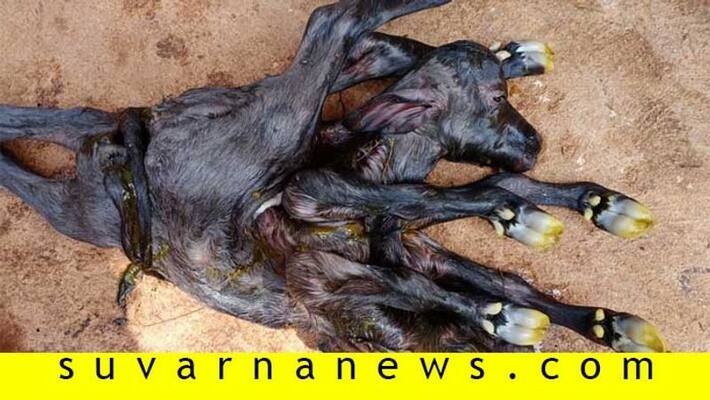 buffalo calf born in Haveri with two head and 8 legs buffalo calf born in Haveri with two head and 8 legs