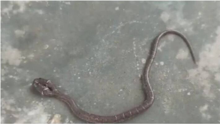 Rare two-headed wolf snake rescued from house in Odisha Rare two-headed wolf snake rescued from house in Odisha