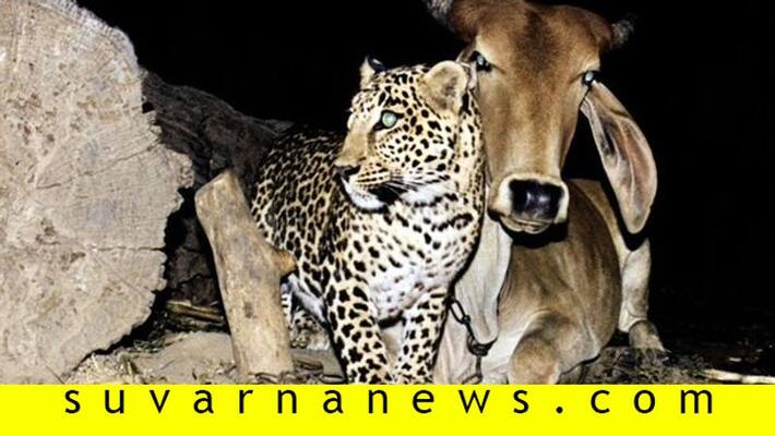 The strange bond between leopard and cow The strange bond between leopard and cow