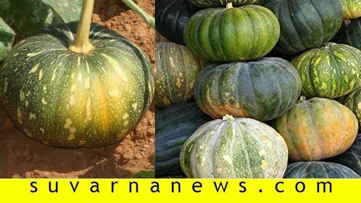 Congress leader distributes pumpkin to poor after buying it from farmer Congress leader distributes pumpkin to poor after buying it from farmer