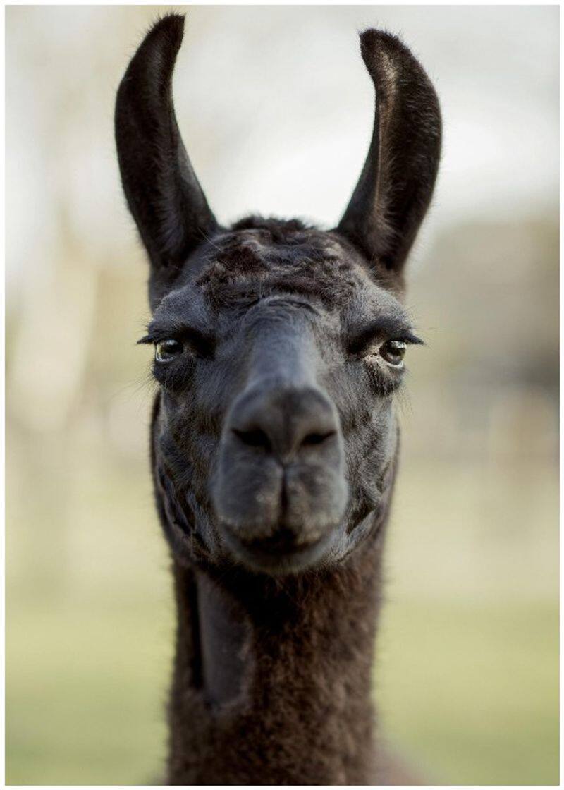 Role of this mysterious animal called Winter the Llama in antibody fight against coronavirus