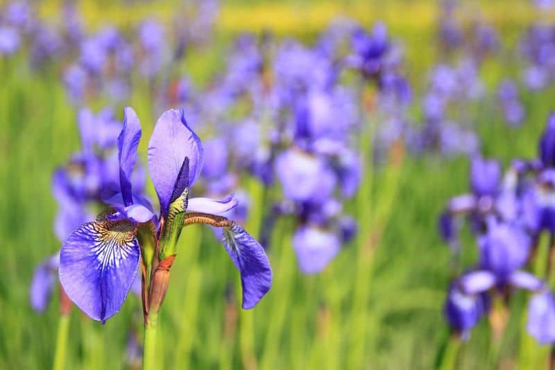 how to grow iris flower