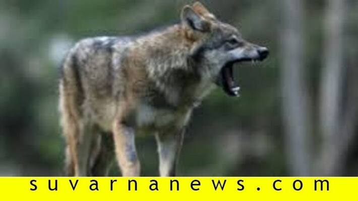 Wolf found in Cauvery Wildlife Sanctuary chamarajnagar Wolf found in Cauvery Wildlife Sanctuary chamarajnagar