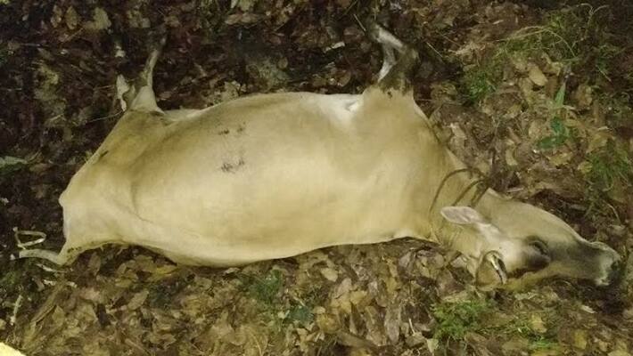 Two Cow Dead After Had Poison Food In Arasikere in Hassan District Two Cow Dead After Had Poison Food In Arasikere in Hassan District