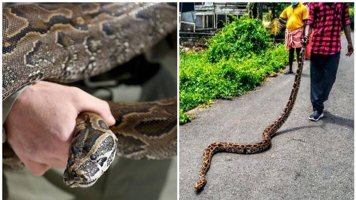 found Pythons in fish trap in alappuzha found Pythons in fish trap in alappuzha