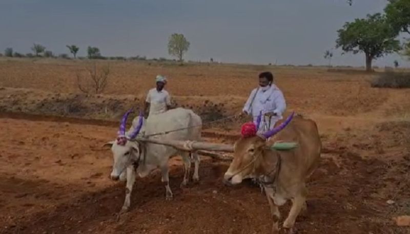 ಸ್ವತಃ ತಾವೇ ಕೃಷಿ ಚಟುವಟಿಕೆ ಮಾಡುತ್ತ ಉತ್ತಮ ಬೆಳೆ ಬೆಳೆಯುವಂತೆ ರೈತರಿಗೆ ಪ್ರೋತ್ಸಾಹಿಸುತ್ತಿರುವ ಬಸವರಾಜ ದಡೇಸ್ಗೂರು ಶಾಸಕ