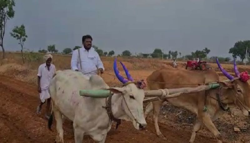 ರೈತರೊಬ್ಬರ ಜಮೀನಿನಲ್ಲಿ ರಂಟೆ ಹೊಡೆದು ಗಮನ ಸೆಳೆದ ಶಾಸಕ 