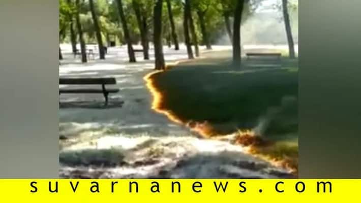 Fire Do Not Burn Green Grass Video Goes Viral Fire Do Not Burn Green Grass Video Goes Viral