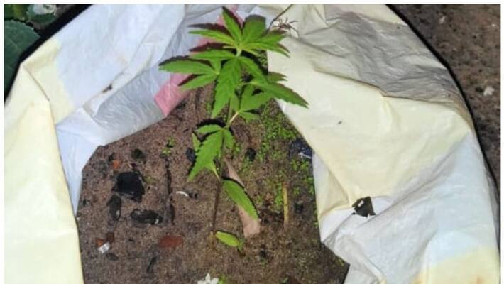 young man arrested for cultivate cannabis in home young man arrested for cultivate cannabis in home