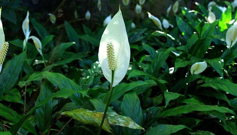 These vastu plants bring luck to your home