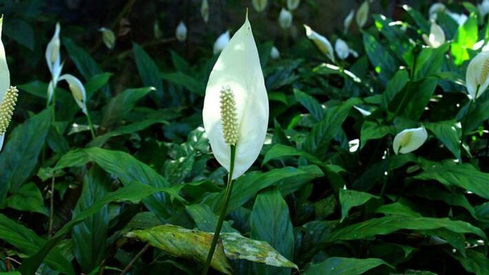 Peace Lily Plants indoor plants Peace Lily Plants indoor plants