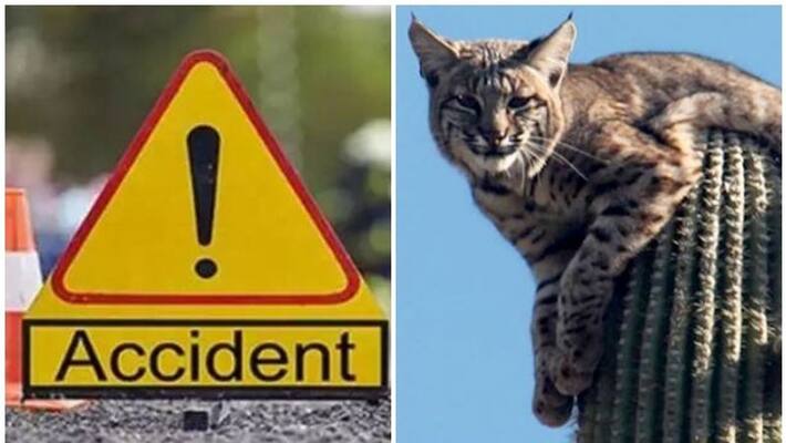 Accident Due To Jungle Cat In Front Off Two Wheeler Accident Due To Jungle Cat In Front Off Two Wheeler