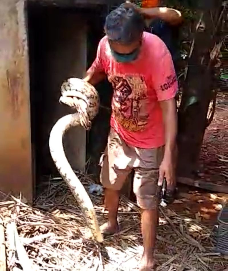 ಅದನ್ನು ಕಂಡು ಬೆಚ್ಚಿಬಿದ್ದ ಅವರು ಸ್ಥಳೀಯ ಉರಗ ಉರಗತಜ್ಞ ಮನು ಪೈ ಅವರನ್ನು ಕರೆಸಿ ನೋಡಿದಾಗ ಎರಡೂ ಹೆಬ್ಬಾವುಗಳು ಮೊಟ್ಟೆಗೆ ಕಾವು ಕೊಡುತ್ತಿದ್ದುದು ಕಂಡುಬಂತು.