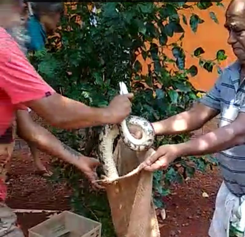 ನಂತರ ಅವುಗಳನ್ನು ಸುರಕ್ಷಿತವಾಗಿ ಹಿಡಿದ ಉರಗತಜ್ಞ ಮನು ಪೈ ಅವರು ಪ್ರತ್ಯೇಕ ಗೋಣಿ ಚೀಲಕ್ಕೆ ತುಂಬಿಸಿದರು.