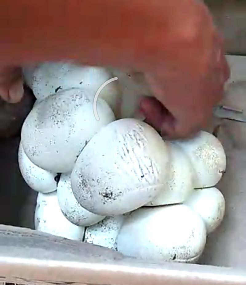 ಹೆಬ್ಬಾವಿನ ಮೊಟ್ಟೆಗಳು