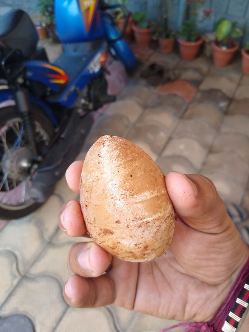 ಮೊಟ್ಟೆಗಳನ್ನು ಸಂಗ್ರಹಿಸಿ ಅರಣ್ಯ ಇಲಾಖೆಯವರಿಗೆ ಹಸ್ತಾಂತರಿಸಿದರು