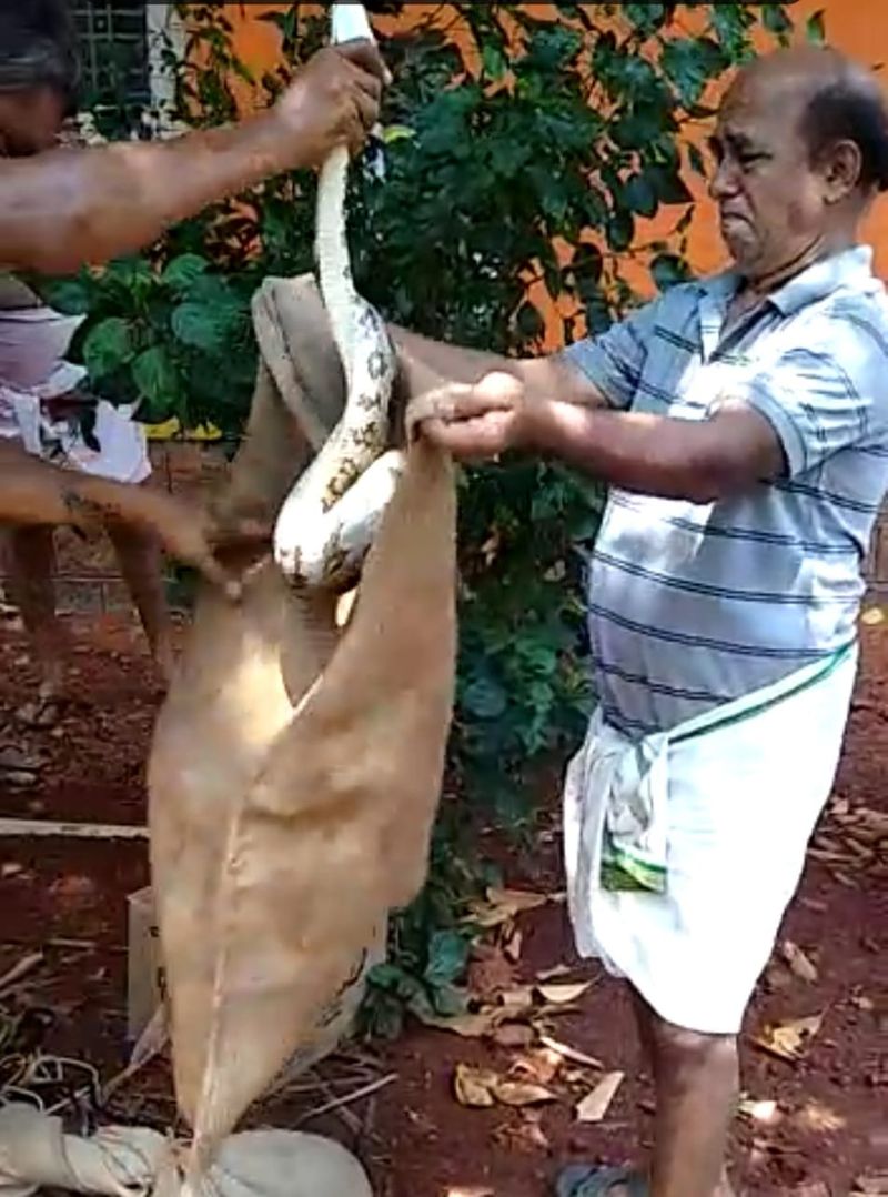 ಹೆಬ್ಬಾವನ್ನು ಗೋಣಿ ಚೀಲಕ್ಕೆ ತುಂಬಿಸುತ್ತಿರುವುದು