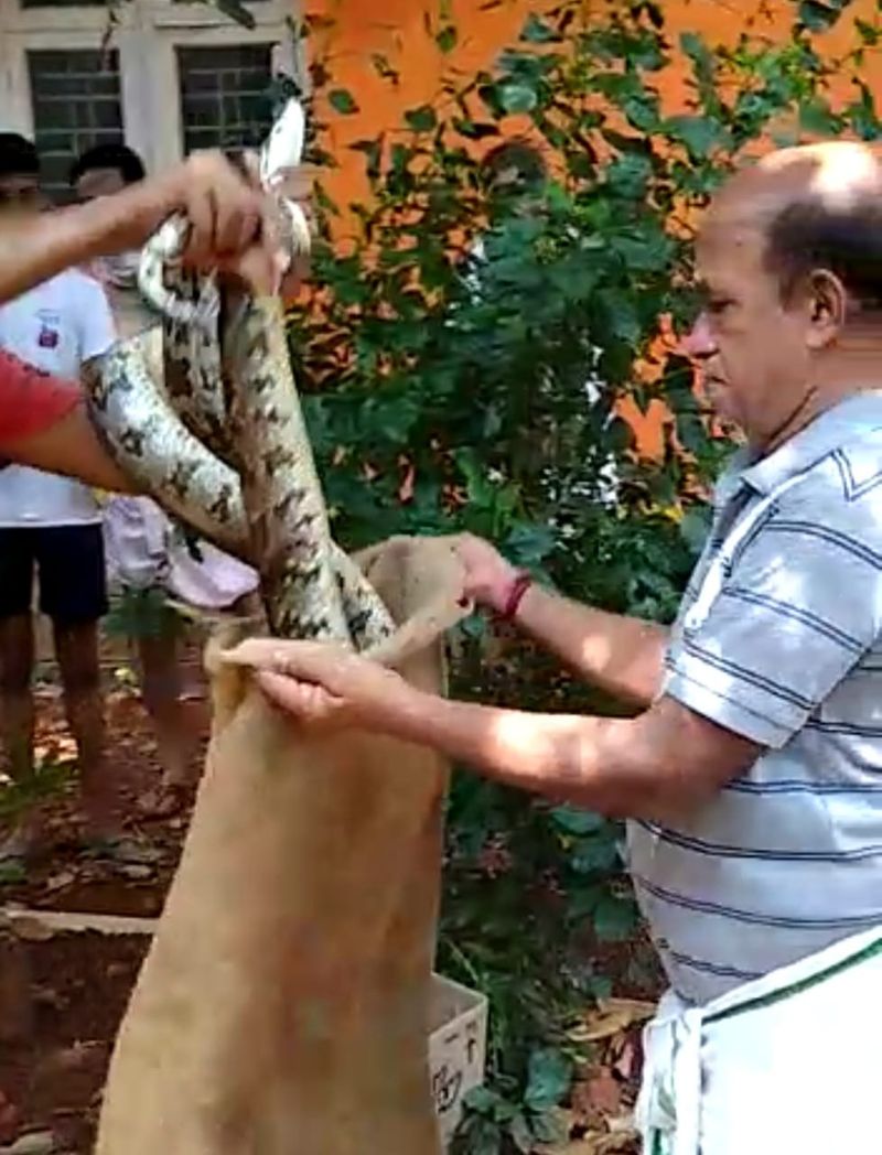 ಅರಣ್ಯ ಇಲಾಖೆಯವರು ಹಾವು ಮತ್ತು ಮೊಟ್ಟೆಗಳನ್ನು ಕಾರ್ಕಳ ತಾಲೂಕಿನ ಬೆಳ್ಮಣ್ ಸಮೀಪದ ಪಿಲಾರು ರಕ್ಷಿತಾರಣ್ಯ ಪ್ರದೇಶದಲ್ಲಿ ಸುರಕ್ಷಿತವಾಗಿ ಬಿಟ್ಟಿದ್ದಾರೆ.