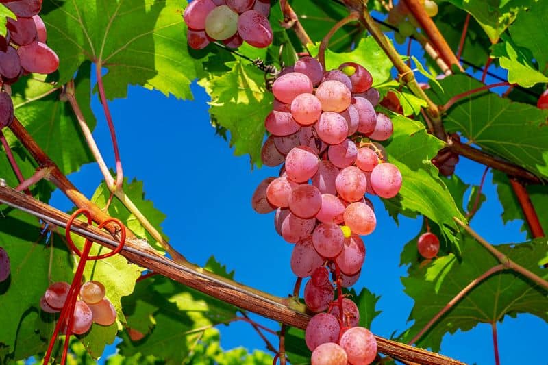 varieties of grapes