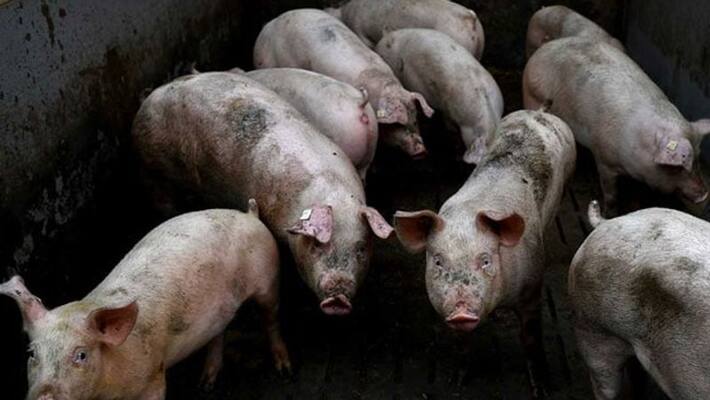 jallikattu competitions with pigs in tamilnadu - bsb jallikattu competitions with pigs in tamilnadu - bsb